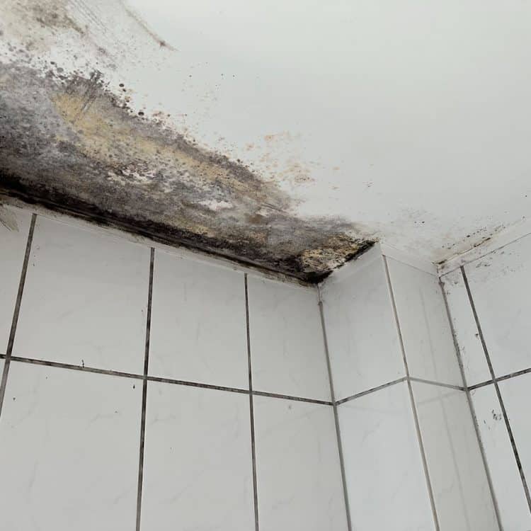 Abbildung Beispiel Schimmelsanierung 15