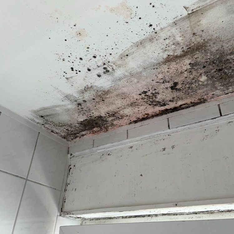 Abbildung Beispiel Schimmelsanierung 14