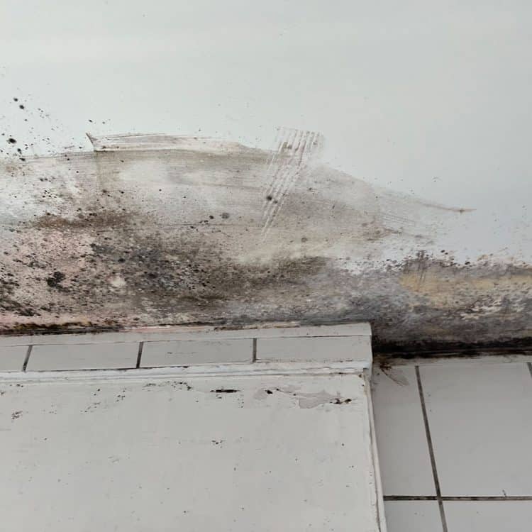 Abbildung Beispiel Schimmelsanierung 13