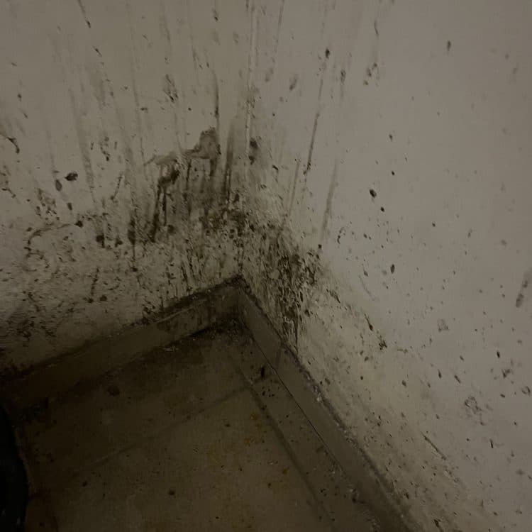 Abbildung Beispiel Schimmelsanierung 9